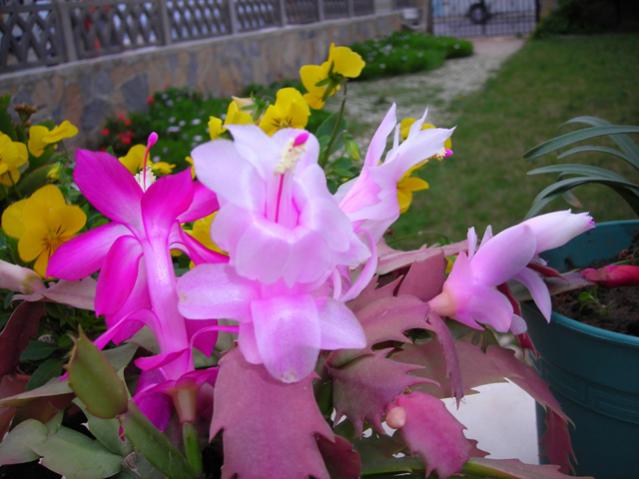 Name:  DSCN3948.jpg
Views: 538
Size:  42.4 KB
