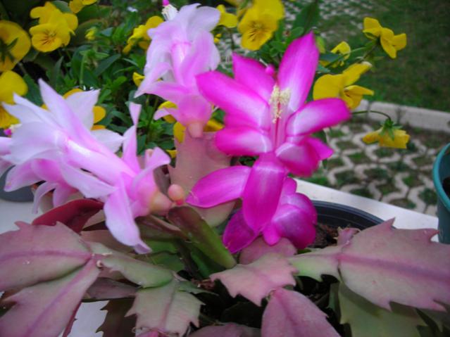 Name:  DSCN3944.jpg
Views: 531
Size:  42.9 KB