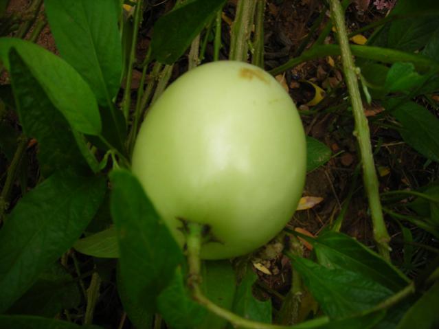 Name:  DSCN3980.jpg
Views: 509
Size:  31.3 KB