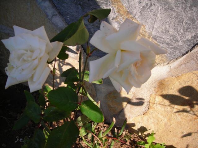 Name:  DSCN3991.jpg
Views: 579
Size:  47.0 KB