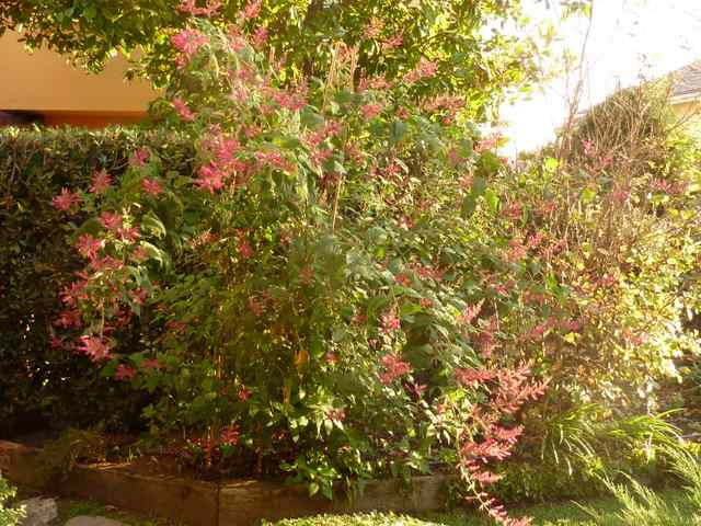 Name:  P1020199.JPG
Views: 1292
Size:  68.0 KB