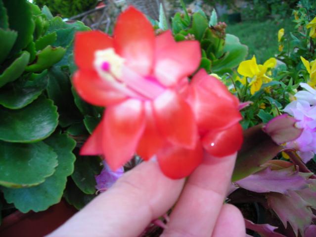 Name:  DSCN4019.jpg
Views: 627
Size:  37.1 KB