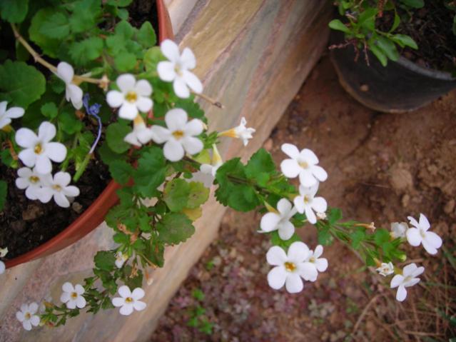 Name:  DSCN3978.jpg
Views: 603
Size:  46.0 KB