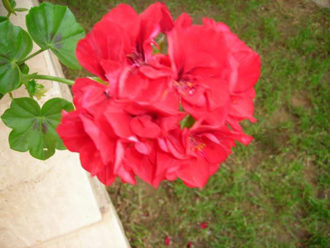 Name:  DSCN3983.jpg
Views: 586
Size:  42.6 KB