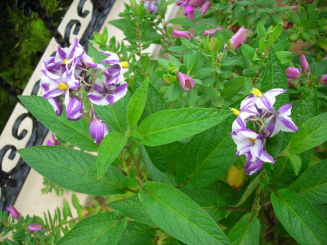 Name:  DSCN3979.jpg
Views: 600
Size:  56.7 KB