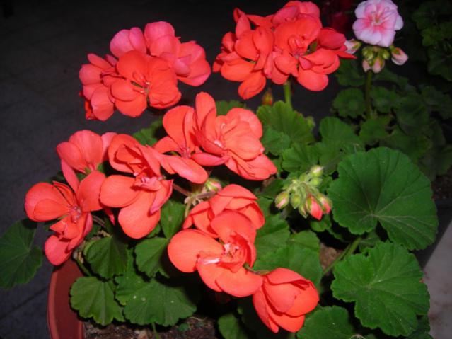 Name:  DSCN3967.jpg
Views: 574
Size:  42.4 KB