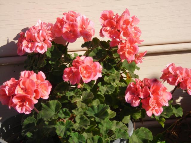 Name:  DSCN4013.jpg
Views: 582
Size:  51.6 KB