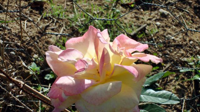 Name:  4-12-2010 016.jpg
Views: 431
Size:  52.1 KB