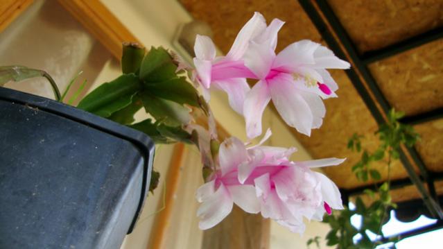 Name:  4-12-2010 022.jpg
Views: 415
Size:  30.4 KB