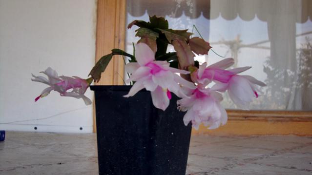 Name:  ylba iei.jpg
Views: 452
Size:  24.6 KB