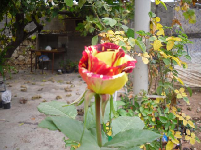 Name:  SDC11642 copy.jpg
Views: 647
Size:  53.4 KB