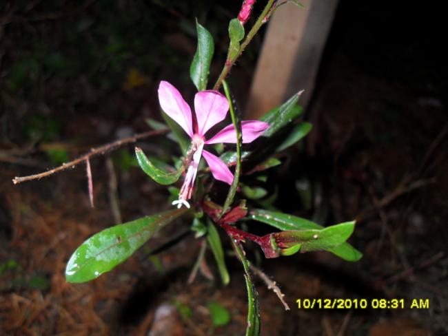 Name:  005.jpg
Views: 482
Size:  34.6 KB