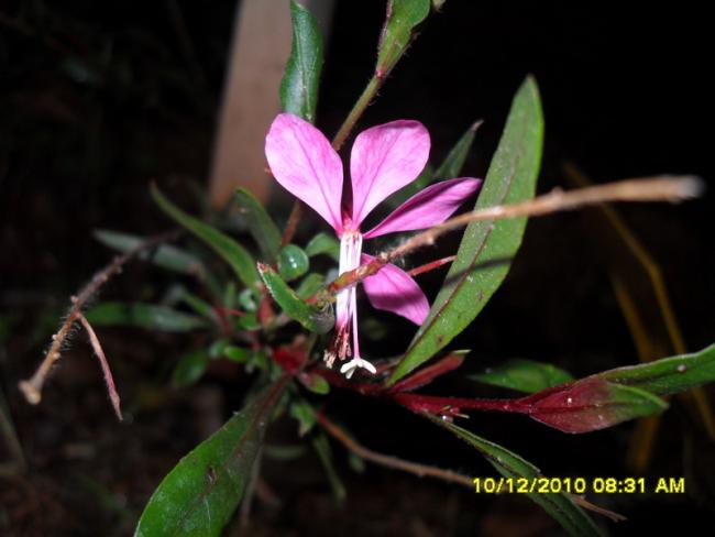 Name:  006.jpg
Views: 468
Size:  32.4 KB