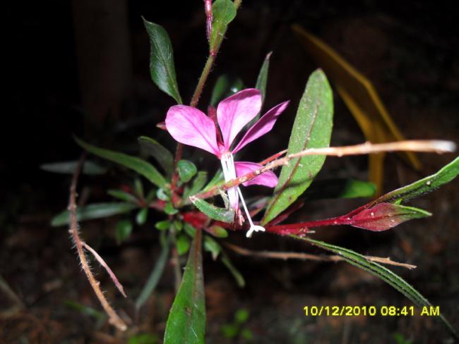 Name:  009.jpg
Views: 449
Size:  36.3 KB