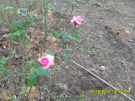 Name:  020.jpg
Views: 438
Size:  72.3 KB