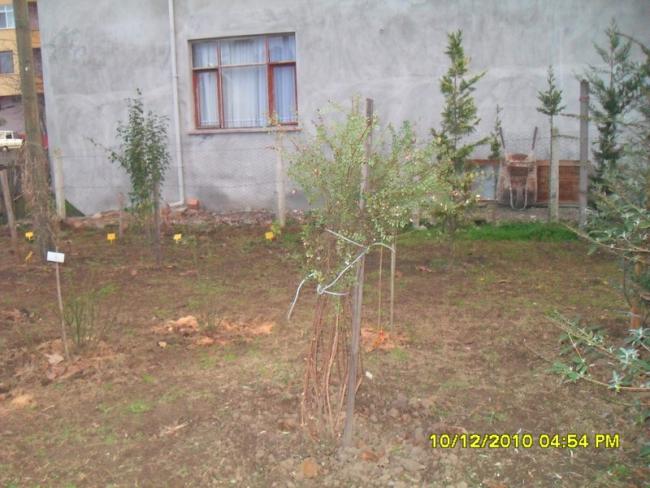 Name:  033.jpg
Views: 532
Size:  53.2 KB