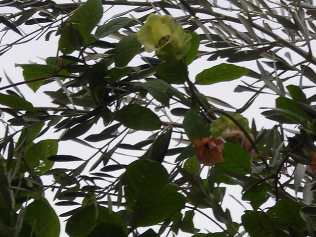 Name:  DSCN4029.jpg
Views: 526
Size:  63.1 KB