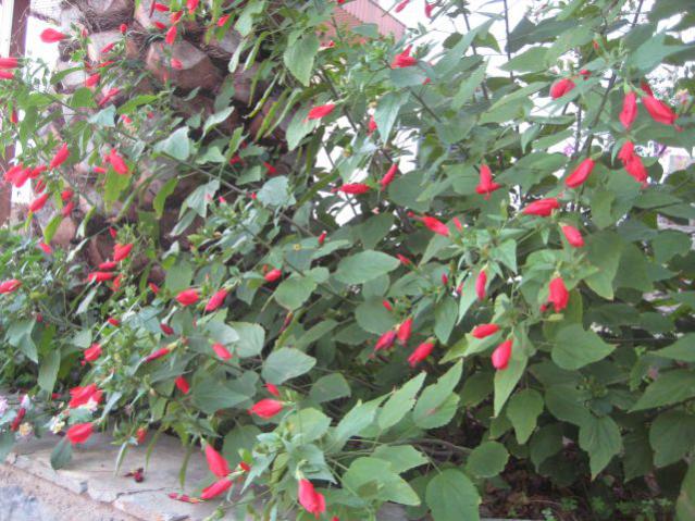 Name:  IMG_4316.jpg
Views: 2492
Size:  67.4 KB