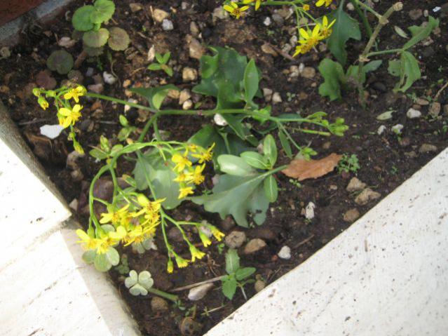 Name:  IMG_4167.jpg
Views: 1383
Size:  57.4 KB