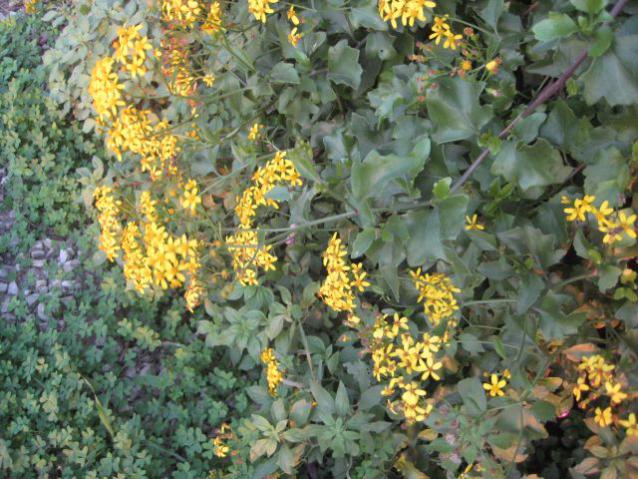 Name:  IMG_4163.jpg
Views: 1760
Size:  69.4 KB