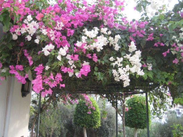 Name:  IMG_4173.jpg
Views: 1020
Size:  69.1 KB