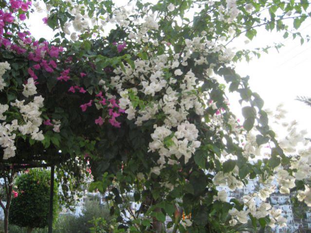 Name:  IMG_4174.jpg
Views: 1037
Size:  67.8 KB