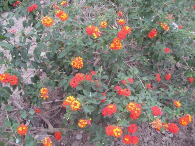 Name:  006.jpg
Views: 1086
Size:  68.5 KB