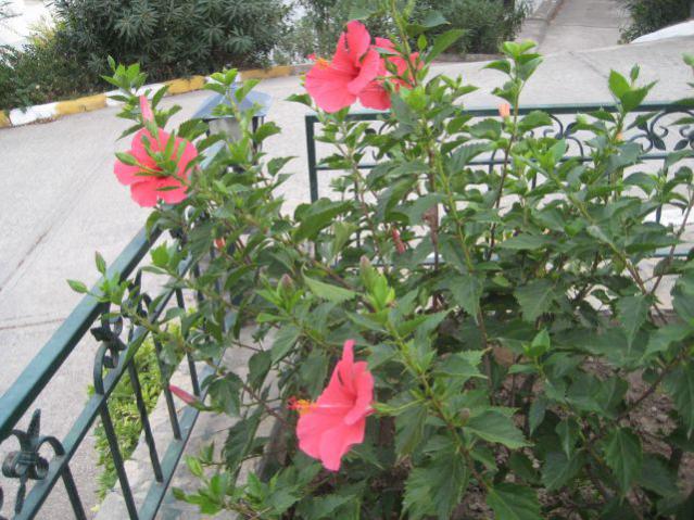Name:  IMG_3803.jpg
Views: 3137
Size:  65.1 KB