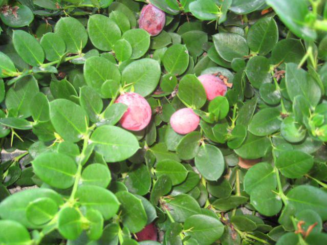 Name:  IMG_123.jpg
Views: 1697
Size:  55.8 KB