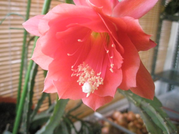 Name:  PC240184 (600 x 450).jpg
Views: 978
Size:  53.8 KB