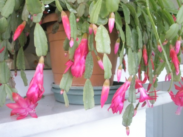Name:  PC240188 (600 x 450).jpg
Views: 1044
Size:  64.2 KB