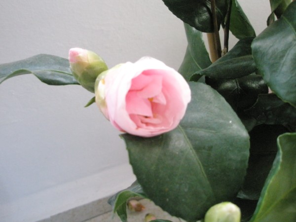 Name:  PC240190 (600 x 450).jpg
Views: 739
Size:  44.3 KB