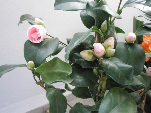 Name:  PC240191 (600 x 450).jpg
Views: 751
Size:  58.9 KB