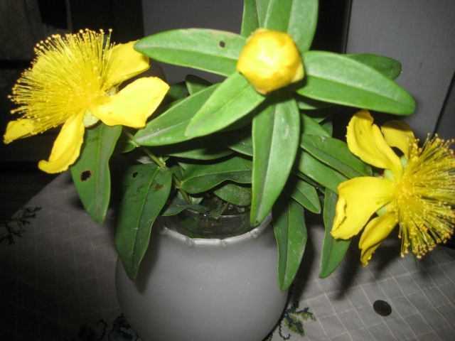 Name:  IMG_263.JPG
Views: 1646
Size:  55.8 KB