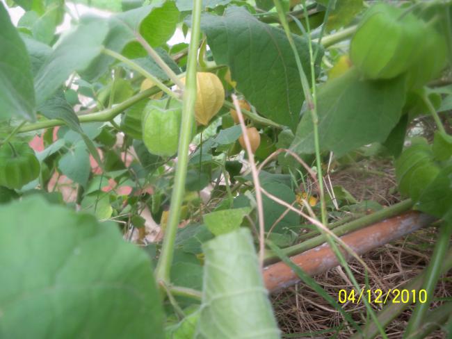 Name:  100_1417.jpg
Views: 568
Size:  44.7 KB