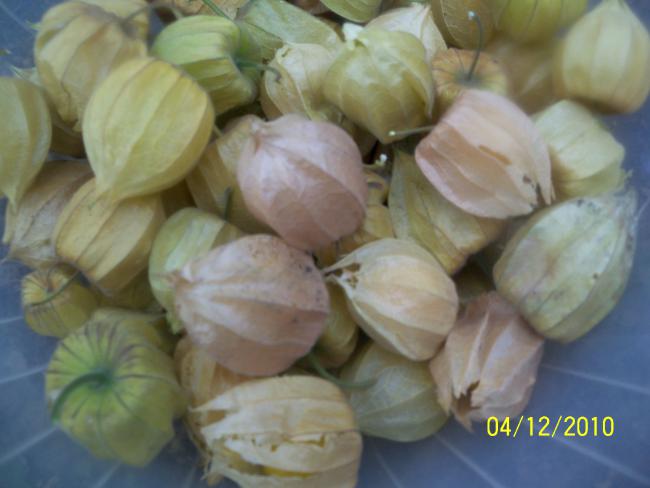 Name:  100_1423.jpg
Views: 557
Size:  33.4 KB