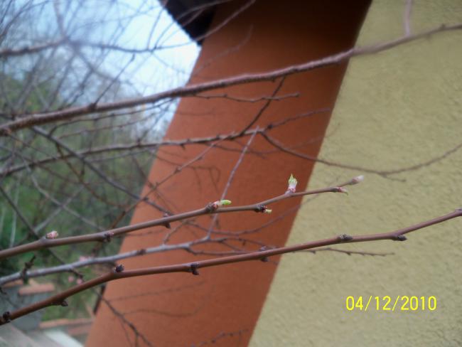 Name:  100_1431.jpg
Views: 543
Size:  32.8 KB