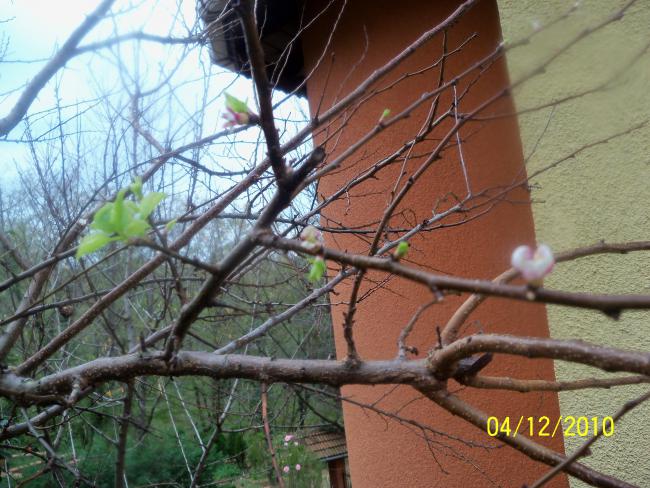 Name:  100_1427.jpg
Views: 532
Size:  65.2 KB