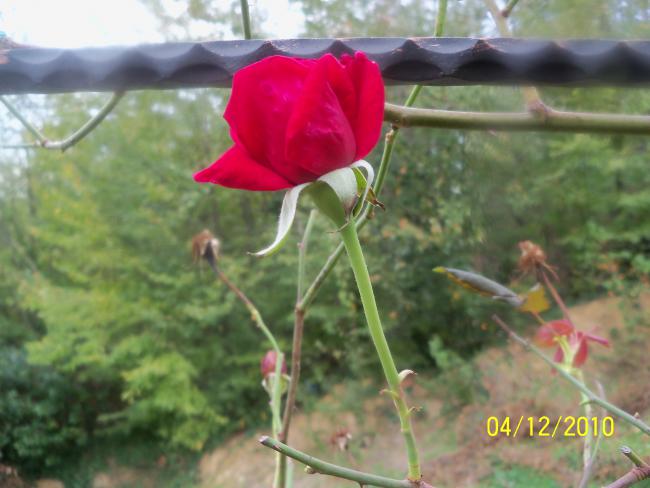 Name:  100_1444.jpg
Views: 556
Size:  40.1 KB