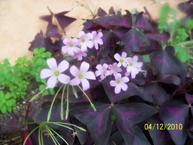 Name:  100_1450.jpg
Views: 506
Size:  44.3 KB
