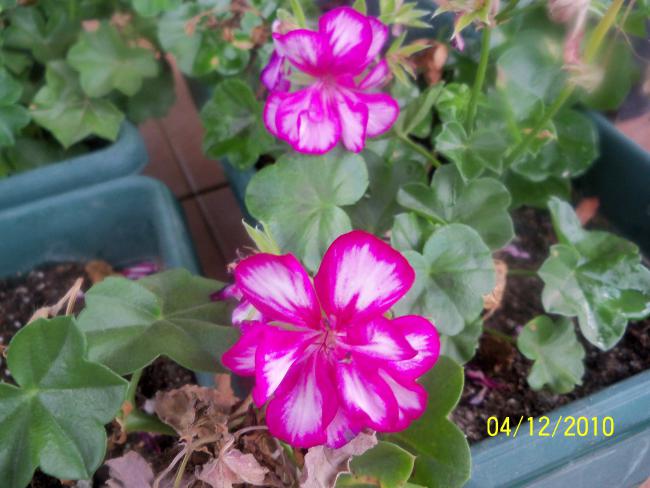Name:  100_1462.jpg
Views: 529
Size:  48.0 KB