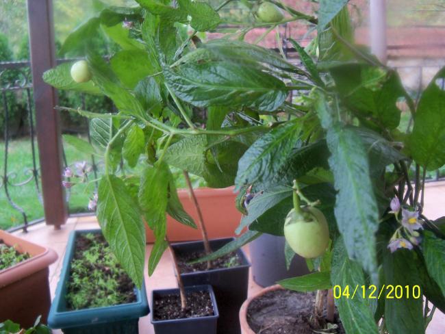 Name:  100_1465.jpg
Views: 521
Size:  54.1 KB