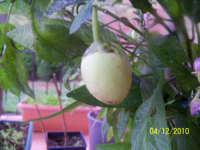 Name:  100_1466.jpg
Views: 524
Size:  42.1 KB