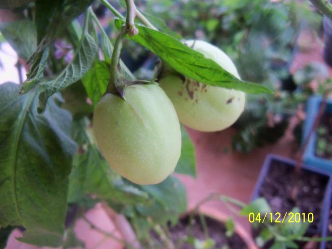 Name:  100_1467.jpg
Views: 524
Size:  36.5 KB