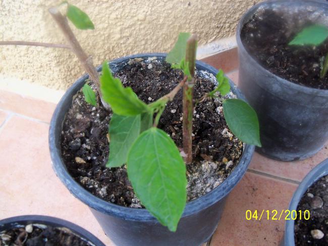 Name:  100_1471.jpg
Views: 602
Size:  54.1 KB