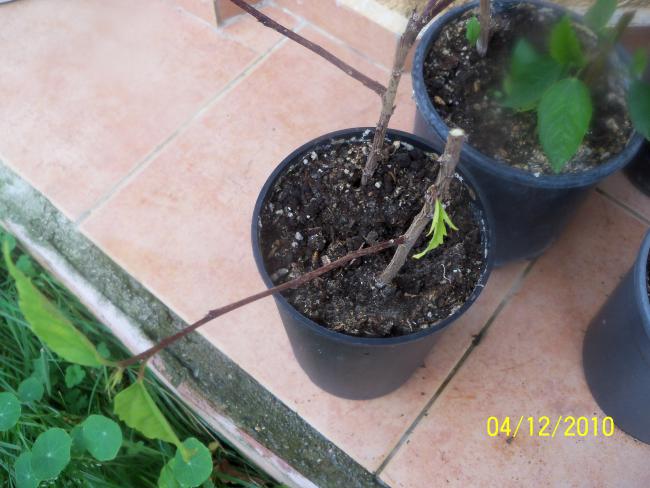 Name:  100_1470.jpg
Views: 577
Size:  47.7 KB