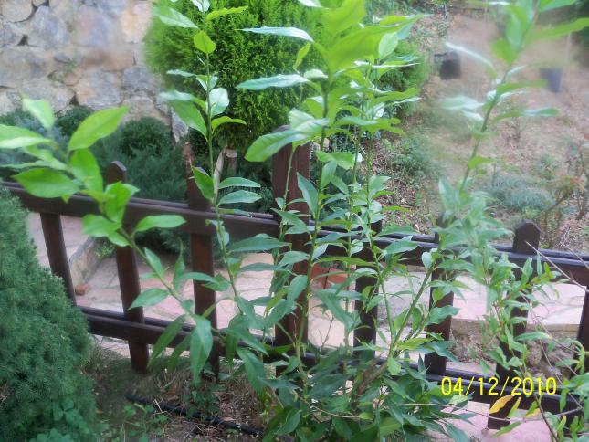 Name:  100_1483.jpg
Views: 506
Size:  70.4 KB