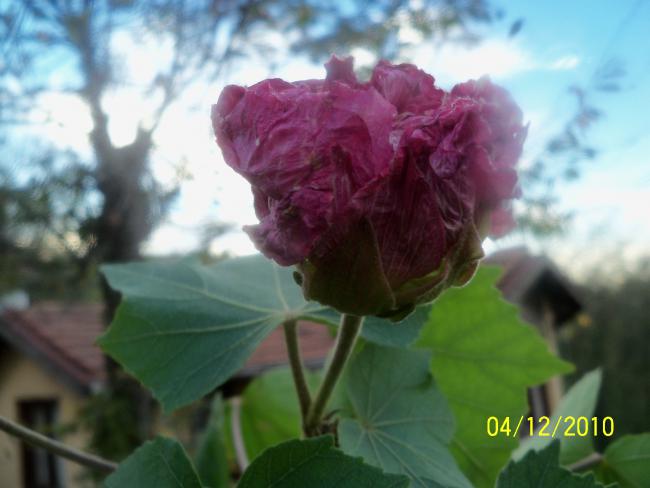 Name:  100_1501.jpg
Views: 536
Size:  33.9 KB