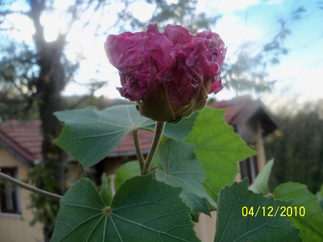 Name:  100_1502.jpg
Views: 547
Size:  36.3 KB