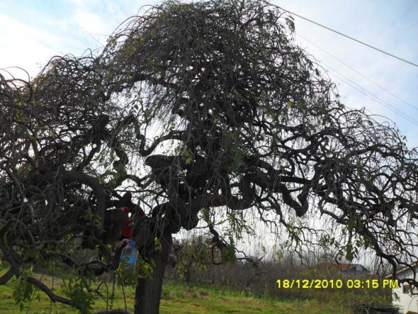 Name:  038.jpg
Views: 379
Size:  72.0 KB